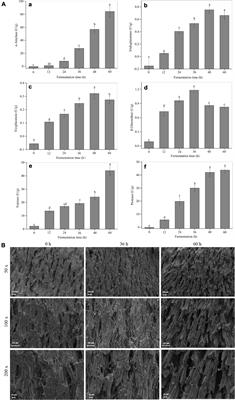 Solid-state fermentation with Rhizopus oligosporus RT-3 enhanced the nutritional properties of soybeans